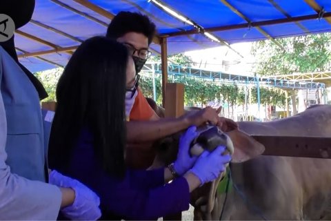 Gandeng PDHI, Distan intensifkan pemeriksaan hewan kurban