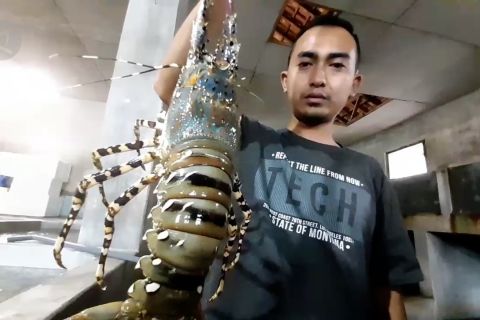 Geliat budi daya lobster air laut di Puger Jember