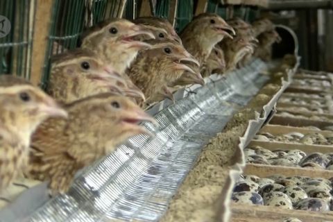 Beternak burung puyuh beromset puluhan juta rupiah