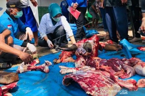 Pemeriksaan daging hewan kurban