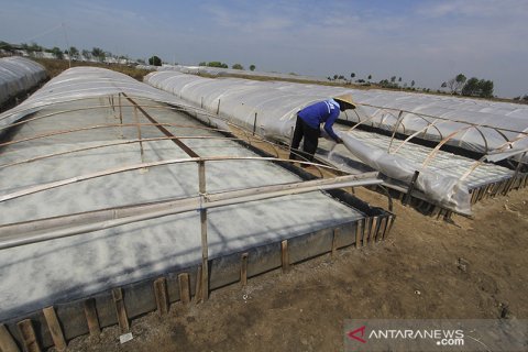 Petani garam merugi