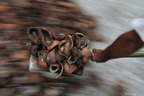 Harga kopra turun akibat melimpahnya pasokan