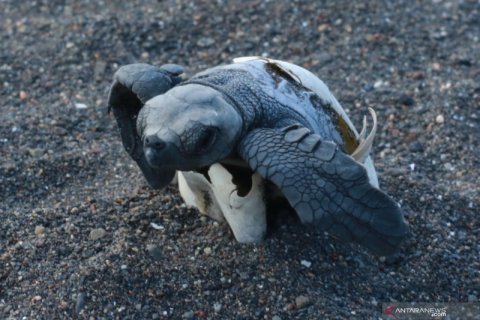 Penetasan telur penyu secara semi alamiah