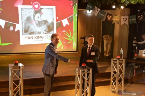 Upacara pengumuman nama anak panda di Kebun Binatang Ouwehands