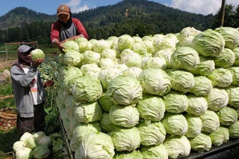 Harga kubis terus merosot