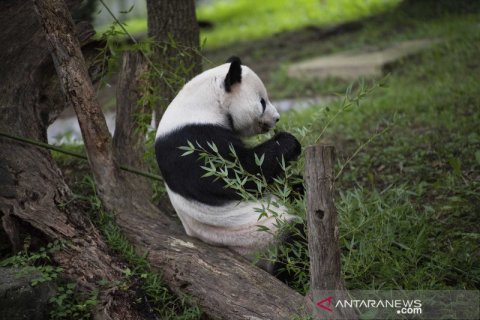 Panda raksasa di Kebun Binatang Washington