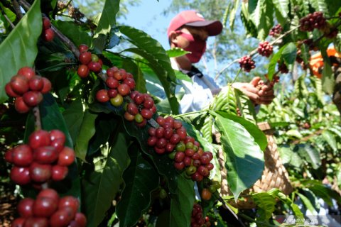 Panen perdana kopi Robusta di Temanggung