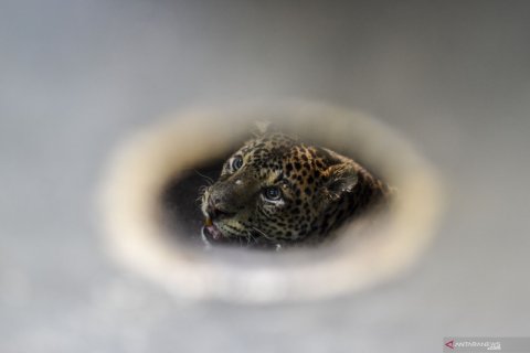 Pelepasliaran seekor macan tutul di Gunung Sawal