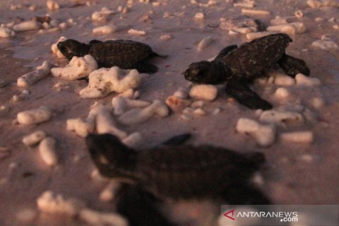 Pelepasan tukik di Kupang