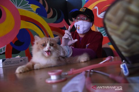Layanan jemput bola vaksinasi rabies di masa PSBB transisi