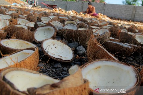 Kopra dari Mamuju dipasarkan sampai Kaltim