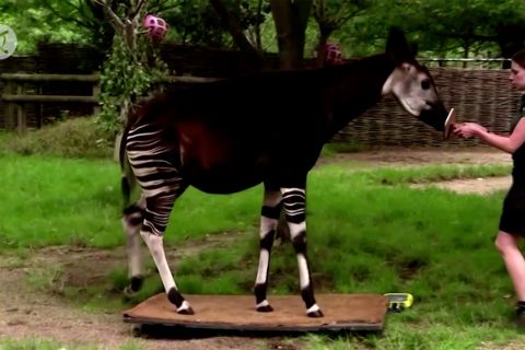 Kebun Binatang London melakukan penimbangan hewan tahunan