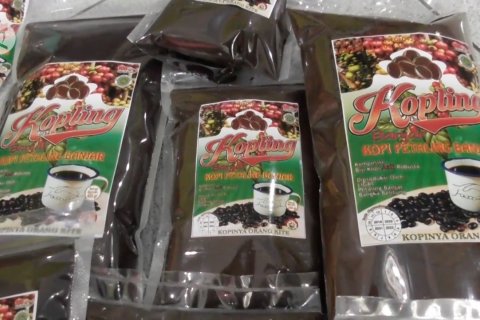 Kopling Banjar, budidaya kopi robusta khas Babel