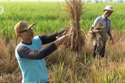 Ratusan hektare padi di Madiun diserang wereng