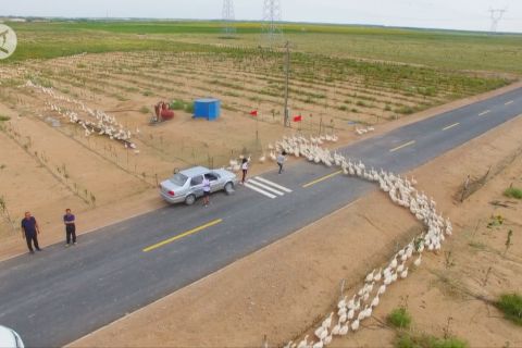 Ribuan angsa bekerja sebagai penyiang di gurun China utara