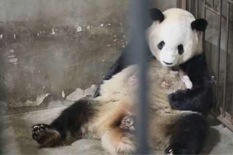 Induk panda raksasa susui bayi mungilnya