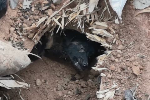 Terperangkap 37 hari, seekor anjing diselamatkan warga dari reruntuhan