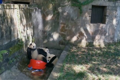 Berbagai cara satwa mendinginkan tubuh selama musim panas