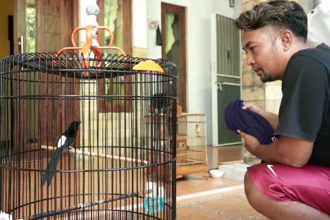 Ada sekolah burung di Pekalongan