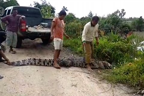 Seekor buaya dipindahkan ke habitatnya di Sungai Antan Parittiga