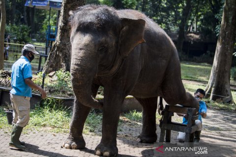 Perawatan satwa saat pandemi di Kebun Binatang Bandung