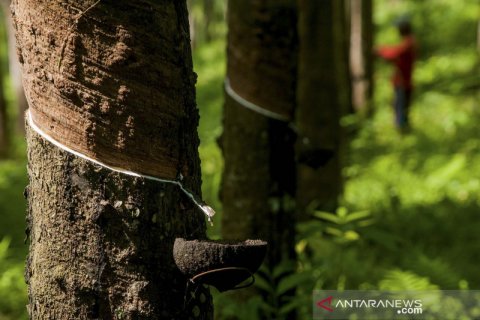 Pembelian karet alam petani sebagai campuran aspal