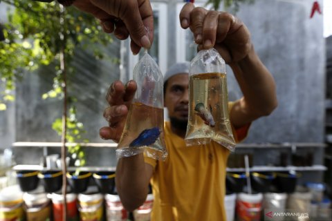 Budidaya ikan cupang di masa pandemi