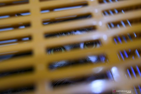 Sterilisasi kucing dan vaksinasi rabies gratis