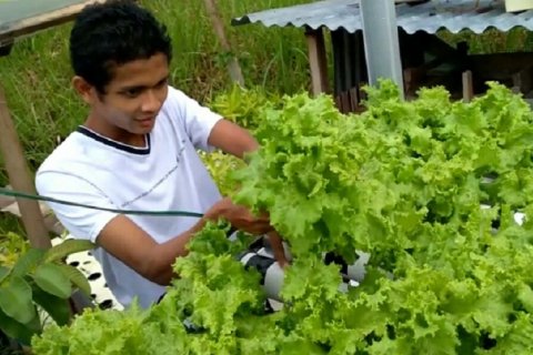 Roni Ariyanto, kembangkan sayuran hydroponik usung brand "Roni Ponik"