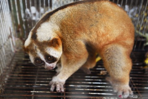 Penyelamatan hewan dilindungi