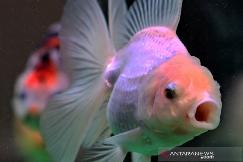 Museum ikan mas hias di Fujian