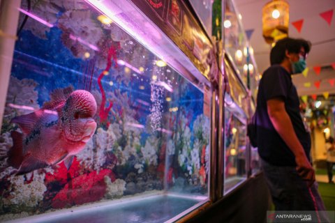 Kontes Ikan Louhan Nasional di Tangerang