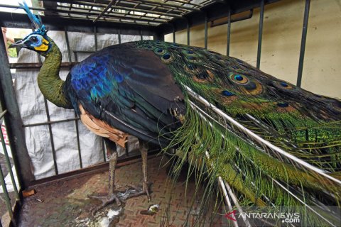 BKSDA amankan satwa dilindungi di kawasan wisata pantai Carita