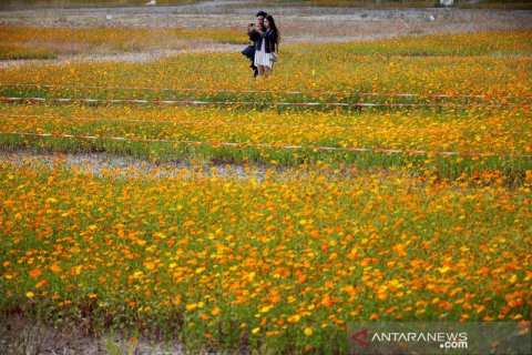 Berwisata di kebun bunga kosmos di Korsel