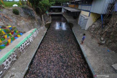 Budidaya ikan nila di aliran sungai