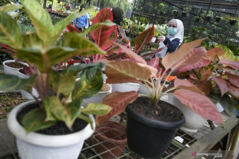Penjualan tanaman hias meningkat selama pandemi
