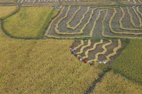 Melihat cara unik para petani memanen padi di China tengah