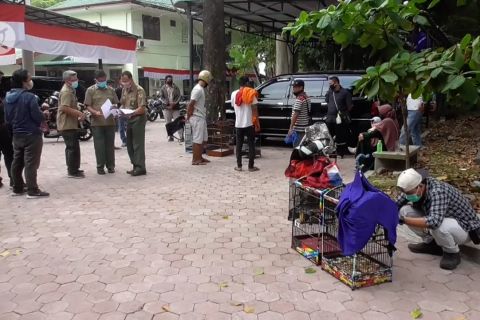 Pendaftaran kepemilikan burung hias langka di kantor BBKSDA Sumut