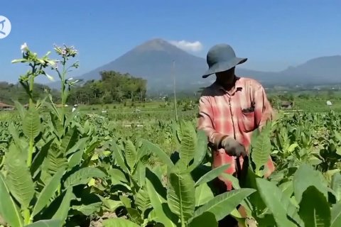 Sinergi regulasi jadi tantangan industri tembakau