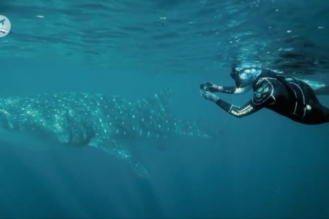 Studi ungkap perbedaan laju pertumbuhan ikan terbesar di dunia