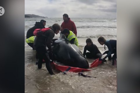 Upaya penyelamatan 270 paus pilot yang terdampar di Australia