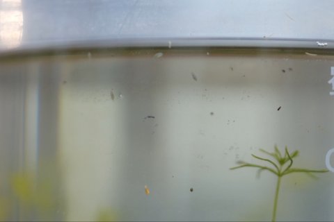 Ilmuwan temukan sperma hewan tertua di dunia