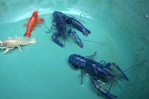 Budidaya lobster warna-warni, keuntungan tinggi di tengah pandemi