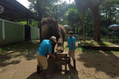 Ketika gajah menjalani perawatan kuku
