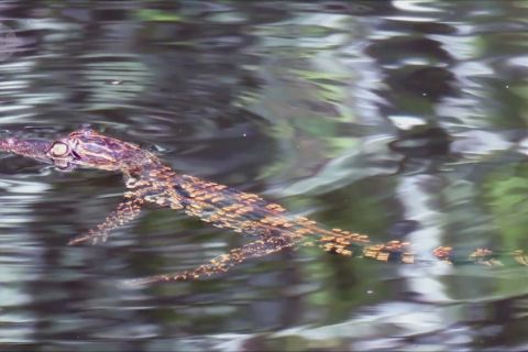 15 bayi buaya Siam langka ditemukan di Kamboja