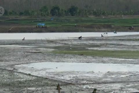 Air waduk surut, warga manfaatkan lahan waduk untuk bercocok tanam