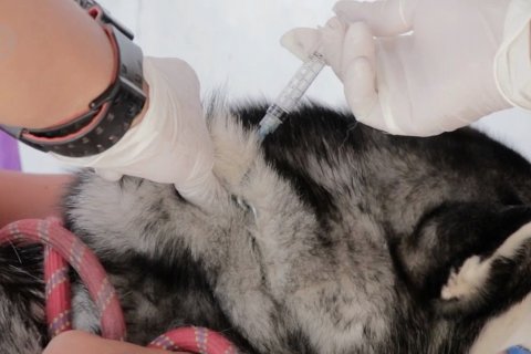 Hari Rabies Sedunia, Disperikan Temanggung bagikan 200 vaksin gratis