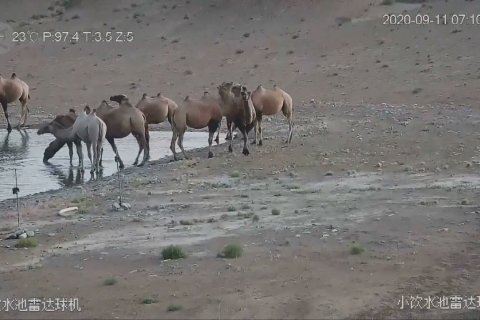 Seekor unta liar albino tertangkap kamera di China barat lau