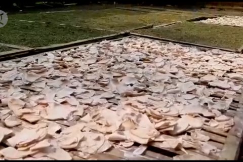 Talas Beneng jadi produk unggulan dari Kabupaten Pandeglang