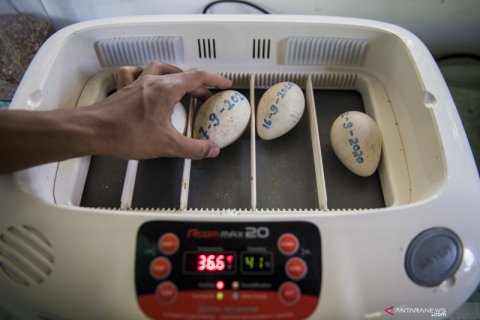 Penetasan telur burung Merak Hijau di Kebun Binatang Bandung